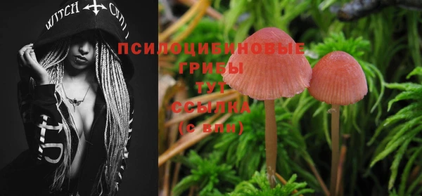 ГАЛЛЮЦИНОГЕННЫЕ ГРИБЫ Осинники